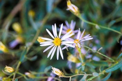 Close-up of purple flowering plant