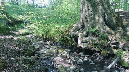 Trees in forest