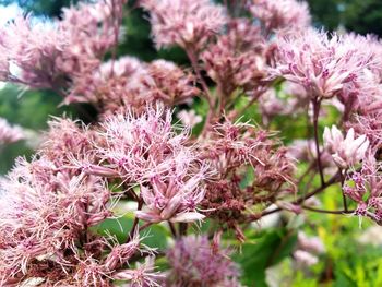 Close-up of pink flowering plants