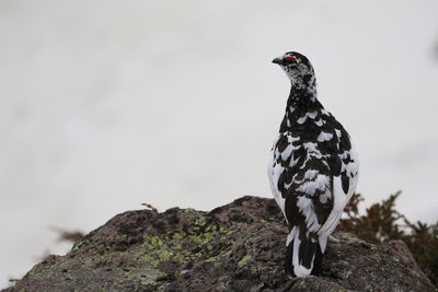 Bird perching on rock