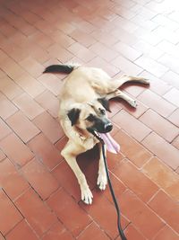 High angle view of dog standing on floor