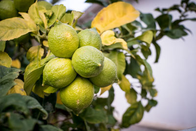 Close-up of fruits growing on tree