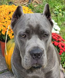 Close-up portrait of a dog