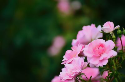 Close-up of pink flowering plant