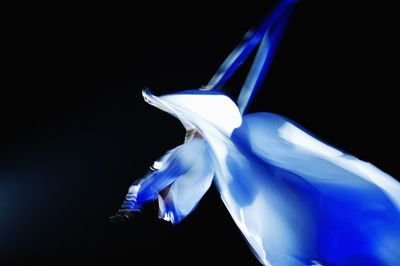 Close-up of flower over black background