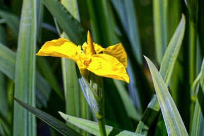 Close-up of yellow flower