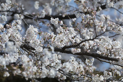 Low angle view of cherry blossom tree