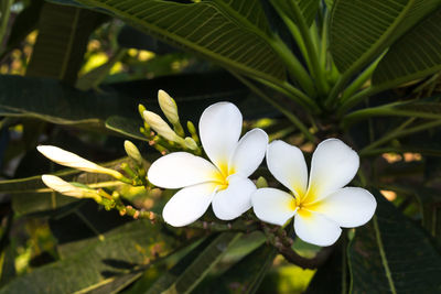 Close-up of white flowering plant