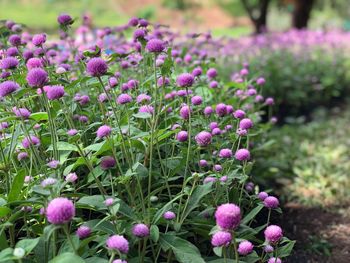 Close-up of pink flowering plants on field