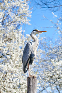 Low angle view of gray heron perching on branch