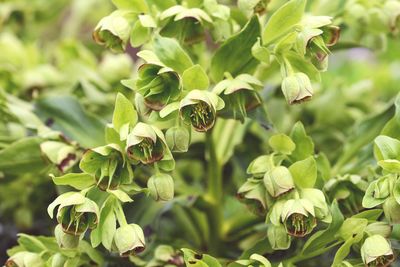 Close-up of green leaves