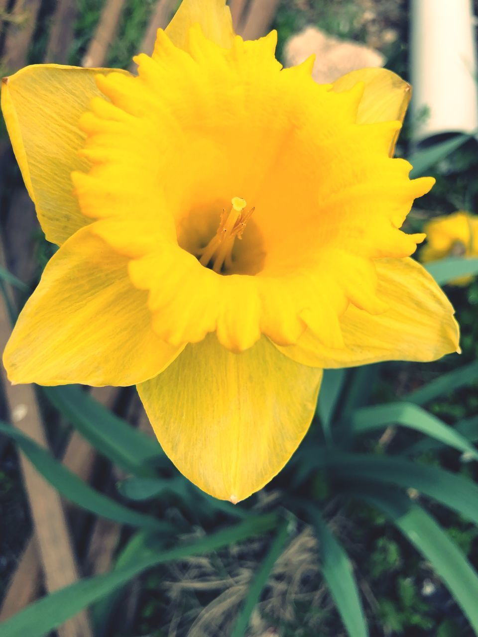 CLOSE-UP OF YELLOW FLOWERING PLANTS