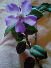 Close-up of purple flowers