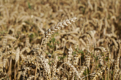 Close-up of wheat stalks in field