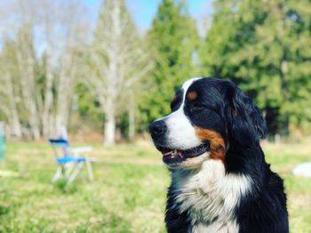 Close-up of dog looking away on field
