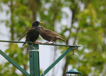 Bird perching on a metal