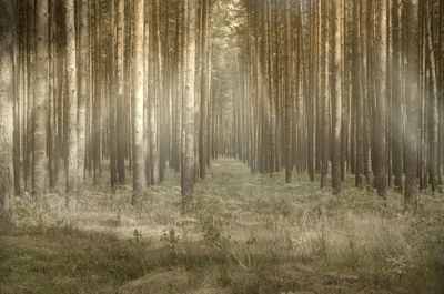 View of trees in forest