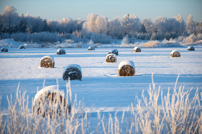 Snow covered hay bales in field with snowy forest and a trees in the background, white winter day