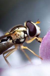 Close-up of bee pollinating on purple flower