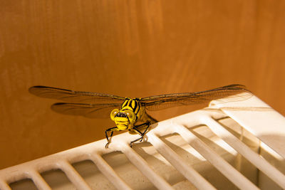 Close-up of insect