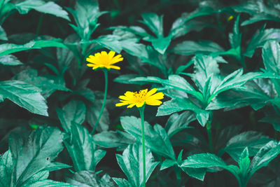 Yellow petals of creeping daisy or  singapore daisy, trailing daisy, creeping ox-eye, rabbits paw, 