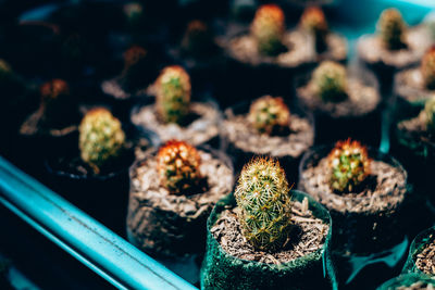 High angle view of potted plants