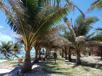 Palm trees in sunlight