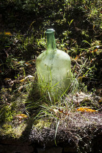 Close-up view of leaf