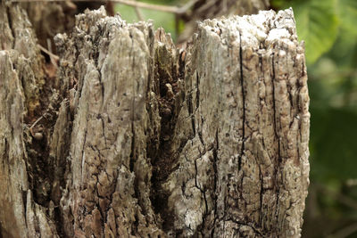 Close-up of tree trunk in forest