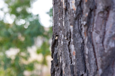 Close-up of wood on tree trunk