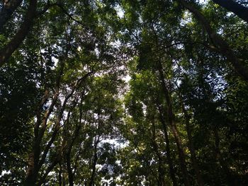 Low angle view of bamboo trees in forest