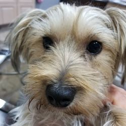 Close-up portrait of dog