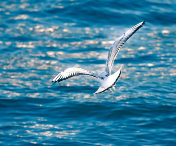 Seagulls flying over sea