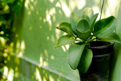 Close-up of green leaves