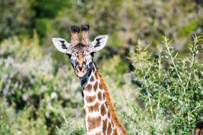 Close-up portrait of giraffe