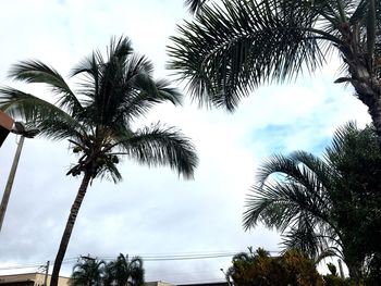 Low angle view of palm trees against sky