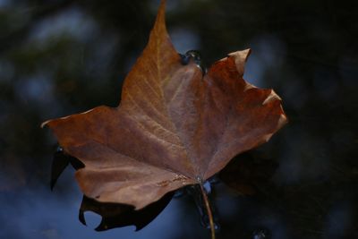 Close-up of autumn leaf