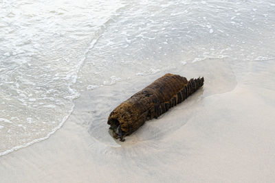 High angle view of animal on beach