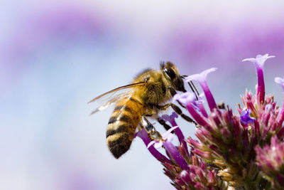 Close-up of bee pollinating on purple flower