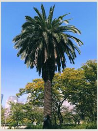 Low angle view of palm trees against clear sky