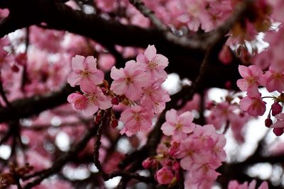 Close-up of pink cherry blossoms in spring