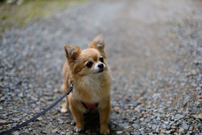 Dog looking away on street