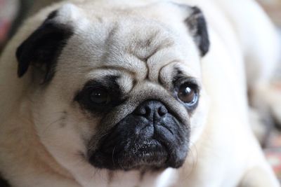 Close-up portrait of pug