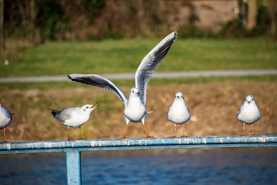 Seagulls perching on railing