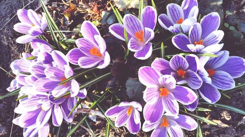 Close-up of purple flower blooming outdoors