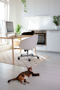 Cat resting on floor at home