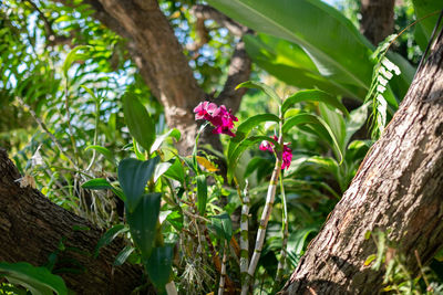 Close-up of flowering plant by tree trunk