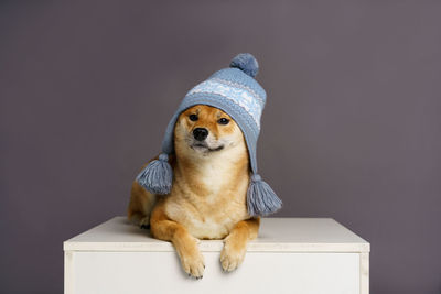Funny studio portrait of cute smiling ginger dog in warm knitted clothes, blue