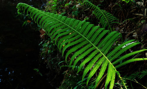 Close-up of fern leaves on field