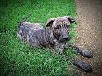 Portrait of dog on field